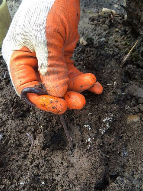 Spring Outdoors Includes Worm Picking Trout Fishing And Turkeys