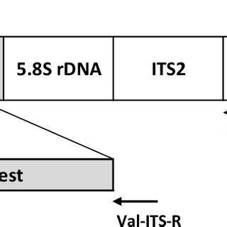 Schematic (unscaled) structure of the nuclear ribosomal DNA cistron ...