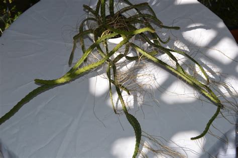 Selenicereus Grandiflorus Epiphytic Cacti