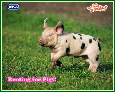 RSPCA WALLPAPER - Against Animal Cruelty! Wallpaper (15076896) - Fanpop