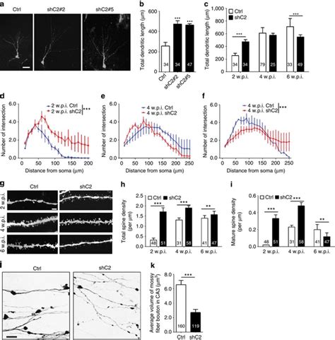 Brain-specific Crmp2 deletion leads to neuronal development deficits ...