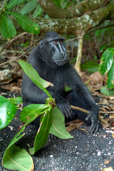 Celebes crested macaque stock photo. Image of rain, macaca - 124369794