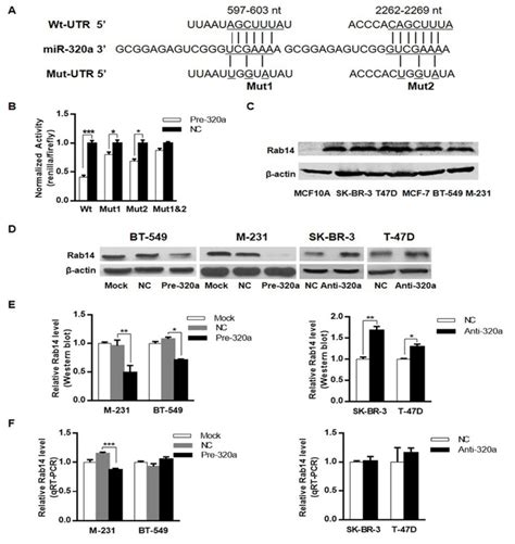 Rab14 Suppression Mediated By Mir 320a Inhibits Cell Proliferation