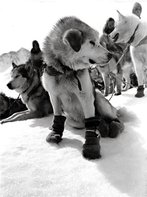 Sled dog - History of Dogsledding - ESPN