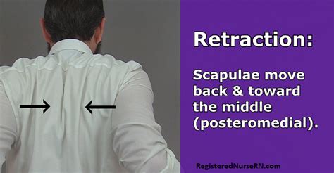 Protraction vs Retraction Anatomy