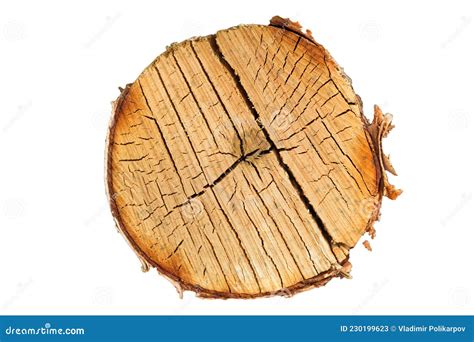 Birch Log Cut Isolated On White Background Stock Image Image Of