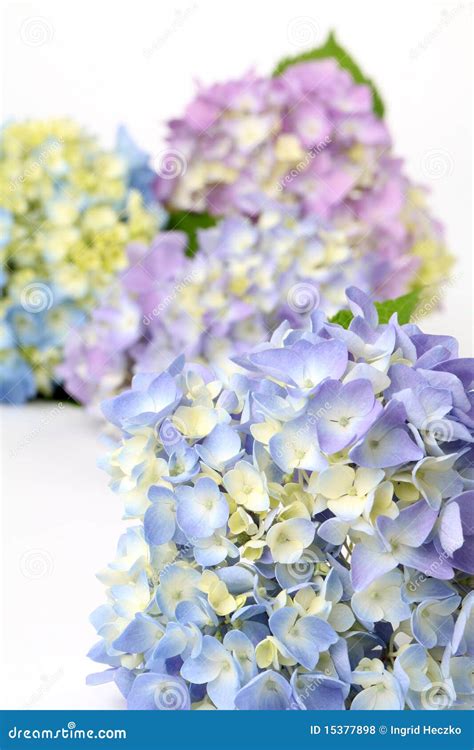 Blue and purple hydrangea stock photo. Image of blossom - 15377898