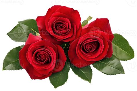 A Beautiful Trio Of Vibrant Red Roses With Lush Green Leaves 52291286 Png