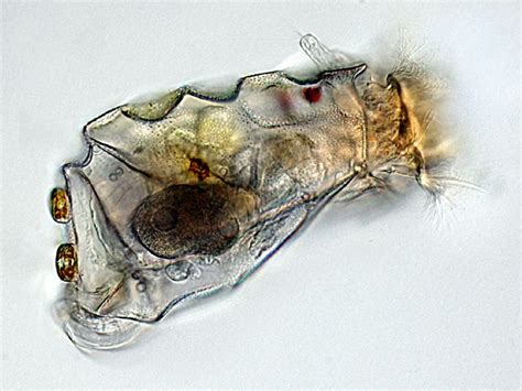 The Rotifers Rotatoria Of Germany And Neighbouring Countries