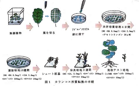 wgyc