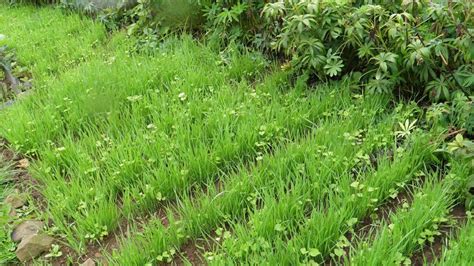 Centeno como abono verde en el otoño beneficios y daños en el jardín