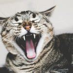 laughing cat Meme Generator - Imgflip