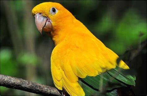 Ararajuba Caracter Sticas Reprodu O Alimenta O Canto E Amea As