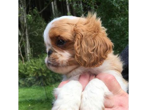 english toy spaniel for sale Austin - Puppies for Sale Near Me