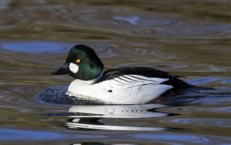 Goldeneye | Diving Duck, Wintering & Migration | Britannica