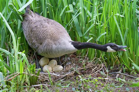 Canada Goose On Nest With Eggs Photograph by Ivan Kuzmin - Pixels