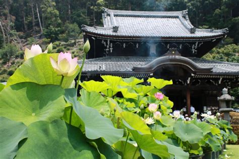 Things To Do In Kyoto In July 2024 Arigato Travel