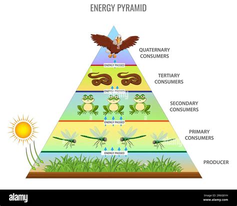 Rainforest Energy Pyramids