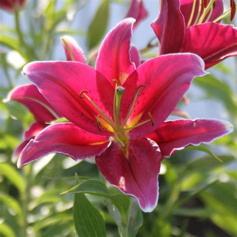 Lily Trumpet Orange Planet 5 Bulbs Longfield Gardens