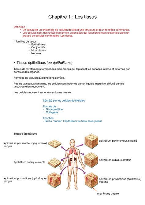 Physiologie Résumé Chapitre 1 Chapitre 1 Les Tissus Définition