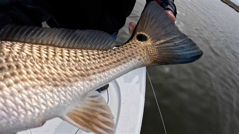 Chasing A Record Louisiana Bull Redfish Challenge Landed Fishing