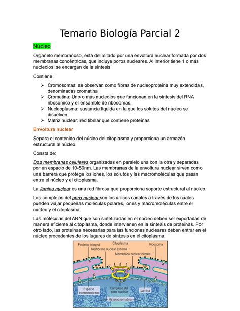 Temario Biología Parcial 2 Temario Biología Parcial 2 Núcleo Organelo