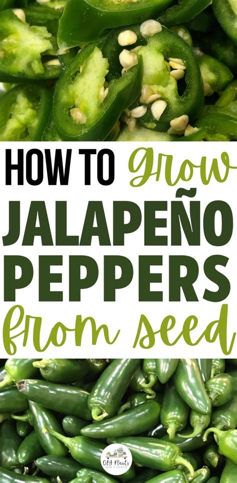 How to Grow Jalapeño Peppers from Seed in 2024 Growing jalapenos