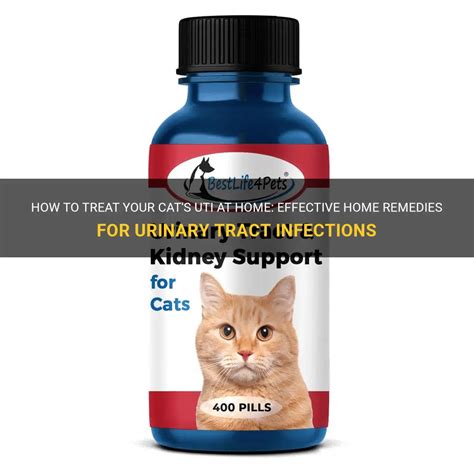 How To Treat Your Cat's Uti At Home: Effective Home Remedies For ...