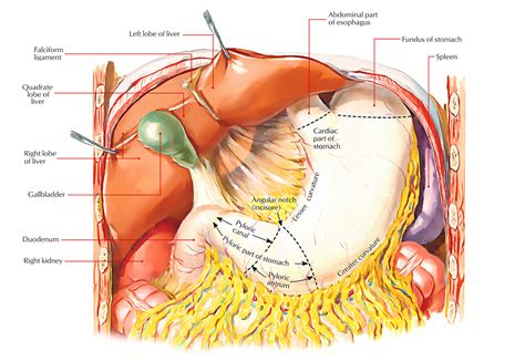 Anatomy Of Stomach Antrum - Anatomical Charts & Posters