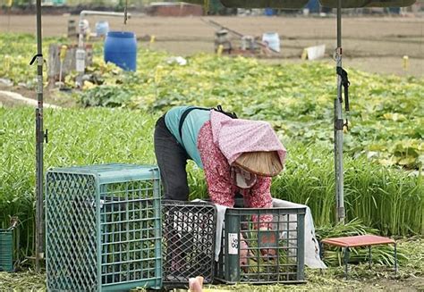 老農津貼113年增至8080元（1）圖 中央通訊社 Line Today