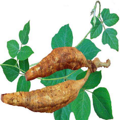 Puerarin Kudzu Root Extract Pueraria Mirifica Extract Organic Pueraria