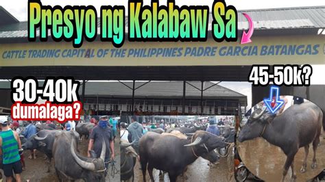 MAGKANO ANG PRESYO NG KALABAW SA CATTLE TRADING CAPITAL OF THE