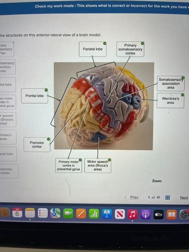 Brain And Spinal Cord Lab Flashcards Quizlet