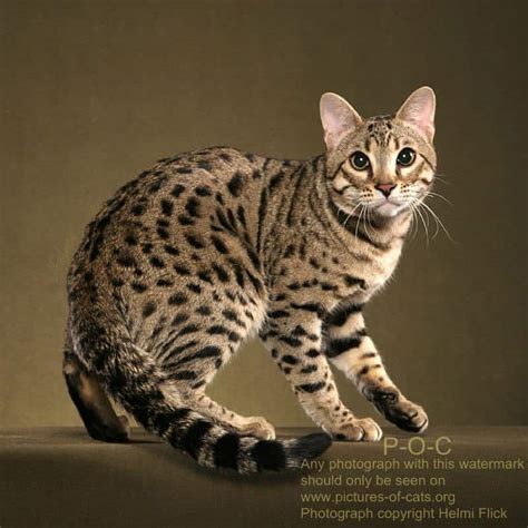10 Cara Memelihara Kucing Hutan Agar Jinak - ArenaHewan.com