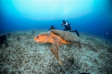 Scuba Certified Diving 2 tanks with Maroma Beach