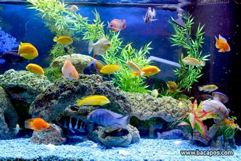 Ikan Hias Aquarium Air Tawar - Homecare24