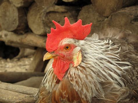 Chanticleer rooster stock image. Image of chicken, bill - 10449991