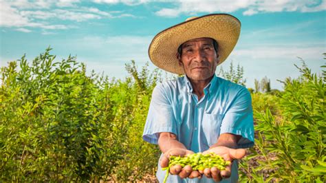 Midagri Campesinos De Costa Sierra Y Selva Abastecieron Con M S De