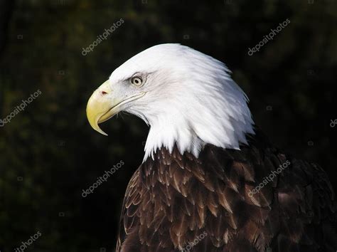 American Bald Eagle Close-Up — Stock Photo © Mirage3 #2017286