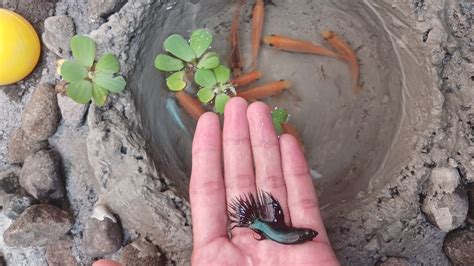 Menangkap Dan Memancing Ikan Koi Ikan Comed Ikan Cupang Ikan Lele