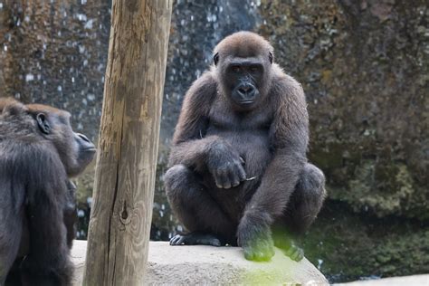 Viral video of zookeepers and silverback gorilla is from Oct. 2023