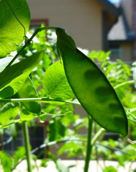 Growing Peas In Containers Dengarden