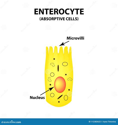 Structure Of The Enterocyte Absorptive Cells Intestine Infographics