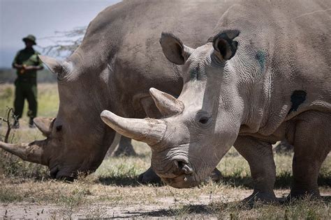 Embryos From The Last Two Northern White Rhinos Set To Be Implanted