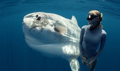 Amazing Footage Of Divers Swimming with Ocean Sunfish – Awareness Act