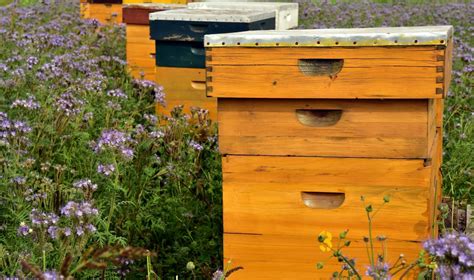 How To Choose The Best Type Of Beehive Complete Beehives