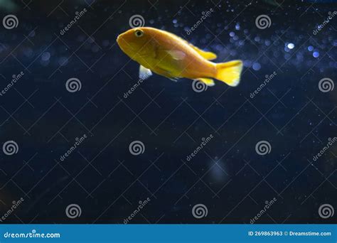 Fish In Aquarium Breathe Air Fish Went Up Stock Image Image Of