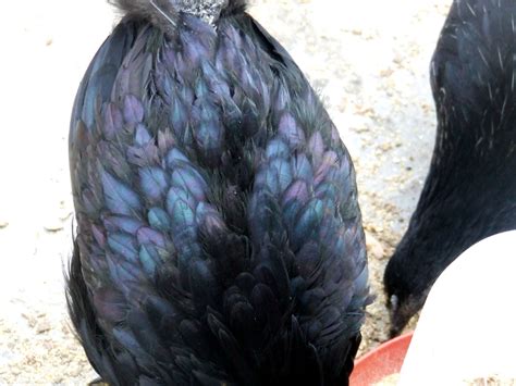 Kadaknath Chickens Fancy Chickens Delhi