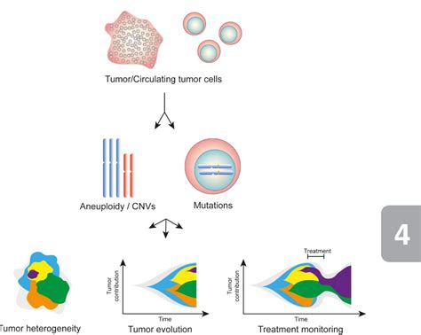 Figure 1 From Single Cell Sequencing To Quantify Genomic Integrity In Cancer Semantic Scholar