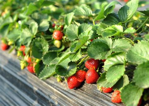 Upcoming! Strawberry Plants in Winter - Plants Universe